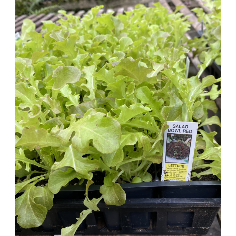 Lettuce Bistro Salad Blend - Same Day Delivery