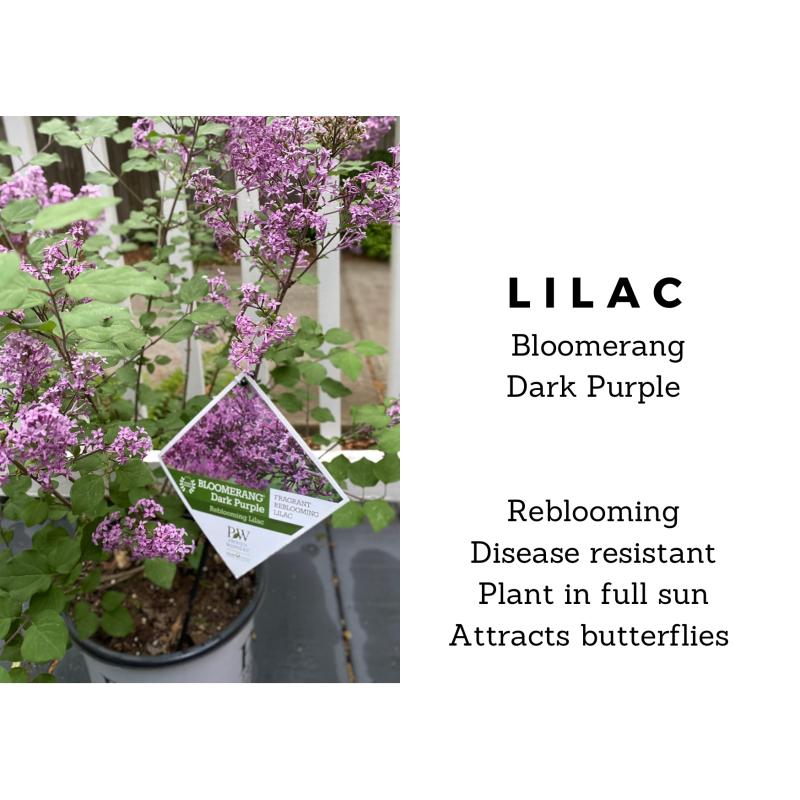 Lilac Bloomerang Dark Purple - Same Day Delivery