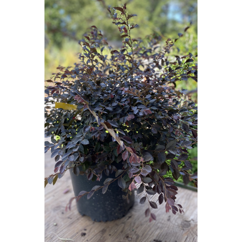 Shrubs & Trees - Loropetalum Duruma Shrub - Atlanta's Favorite Florist