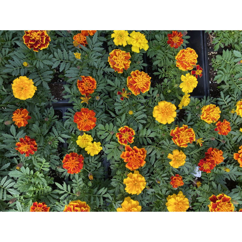 Marigold Durango Mix - Same Day Delivery