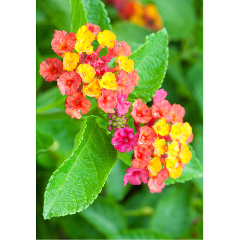 Lantana Miss Huff - Same Day Delivery