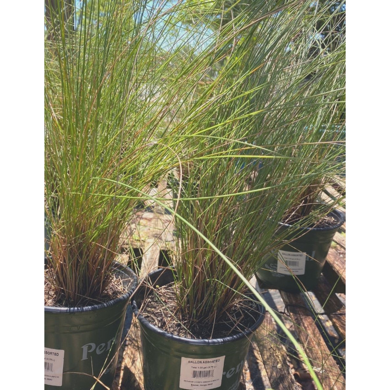 Muhly Grass Pink - Same Day Delivery