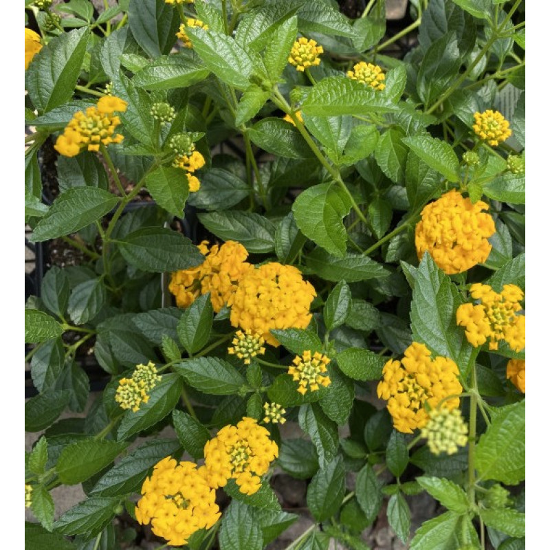 Lantana New Gold  - Same Day Delivery