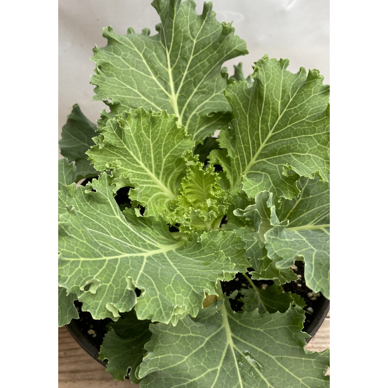 Kale Nagoya White Ornamental - Same Day Delivery
