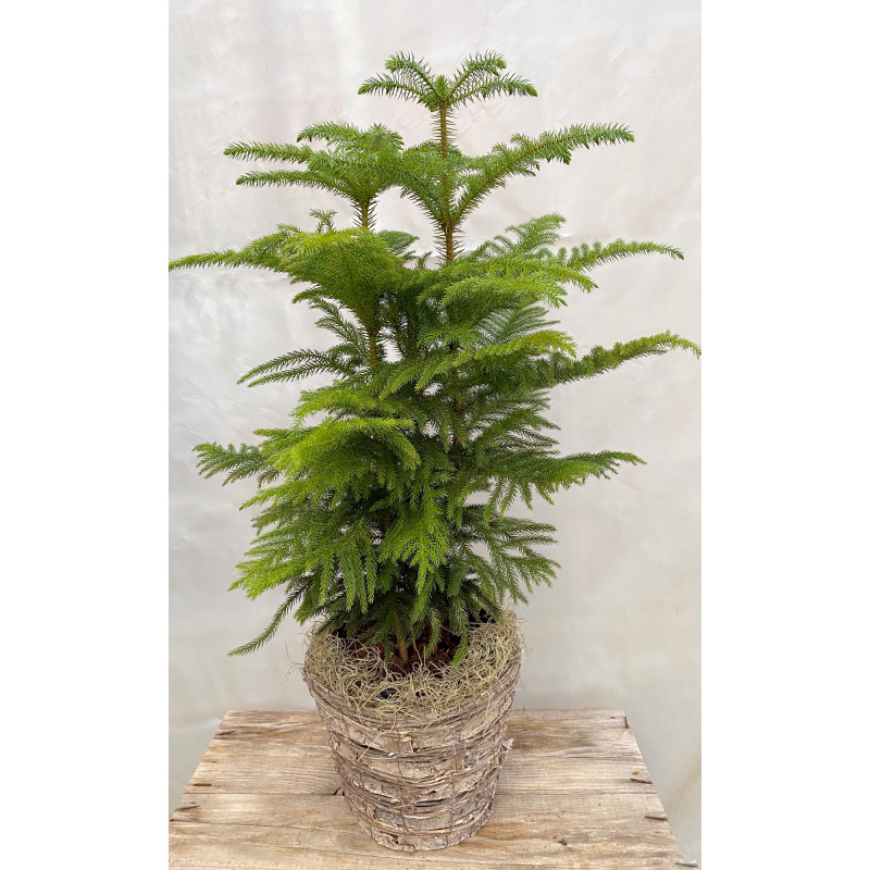 Norfolk Island Pine - Same Day Delivery