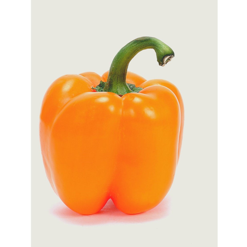 Orange Sun Sweel Bell Pepper Plant - Same Day Delivery