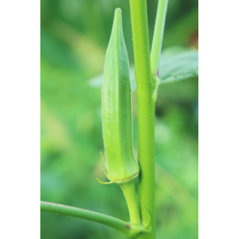 Okra Clemson Spineless Plants - Same Day Delivery