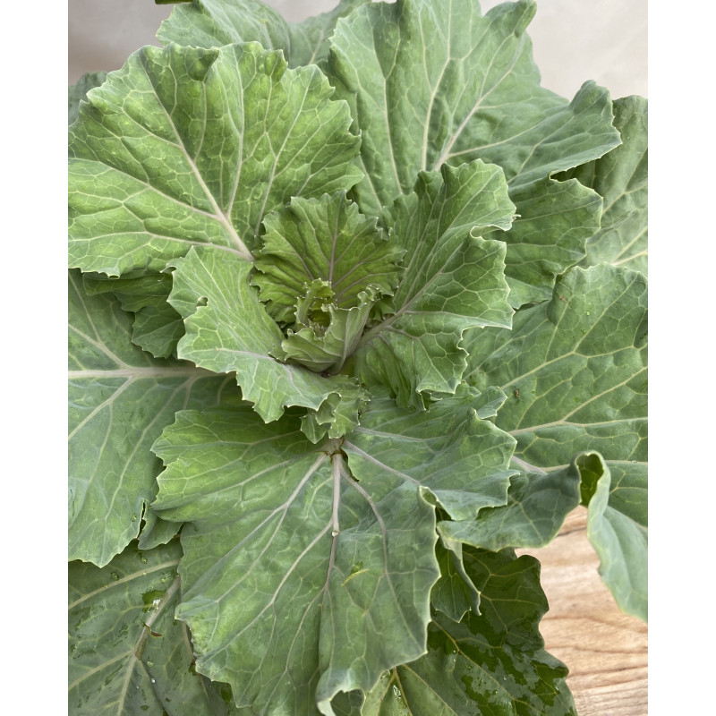 Cabbage Osaka Pink Ornamental - Same Day Delivery