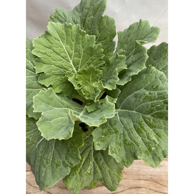 Cabbage Osaka White Ornamental - Same Day Delivery
