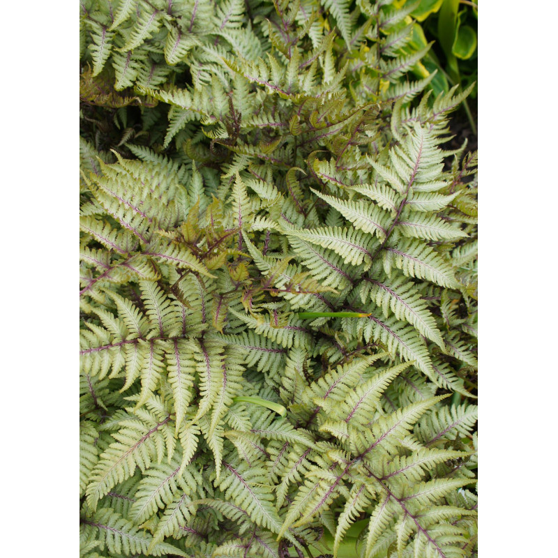 Fern Japanese Painted  - Same Day Delivery