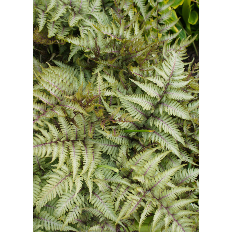 Fern Japanese Painted - Same Day Delivery