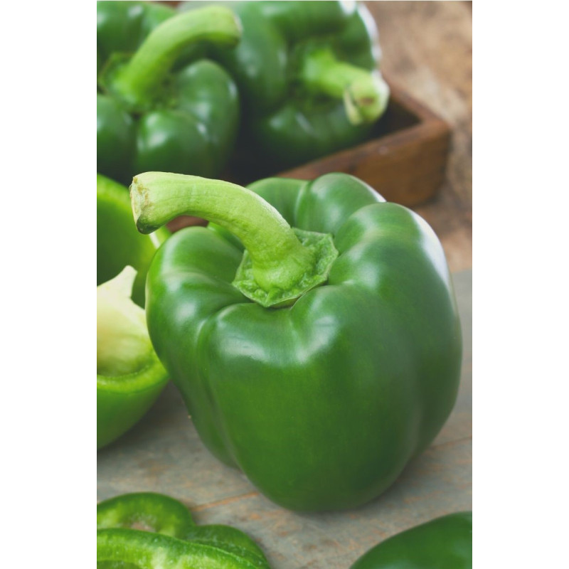 Parks Whopper II Pepper Plant - Same Day Delivery