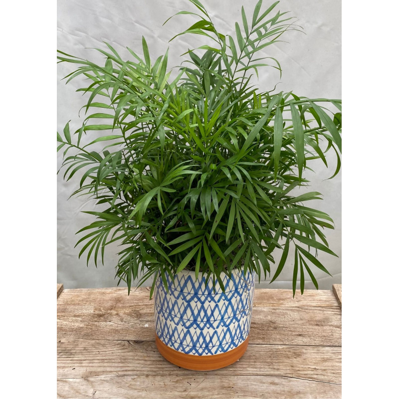 Parlor Palm in Ceramic Pot - Same Day Delivery