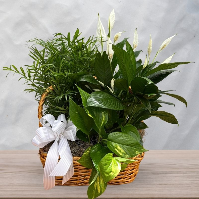 Peace and Serenity Plant Basket - Same Day Delivery