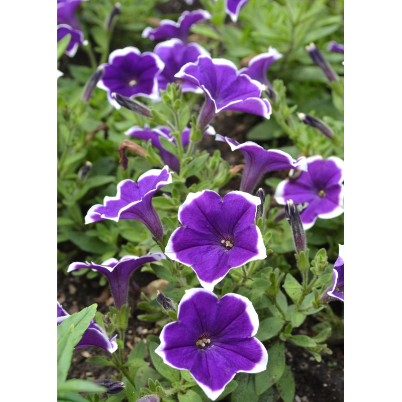 Petunia Cascade Rim Violet  - Same Day Delivery