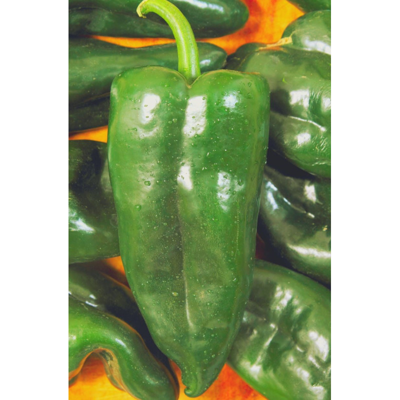 Poblano Pepper Plant - Same Day Delivery