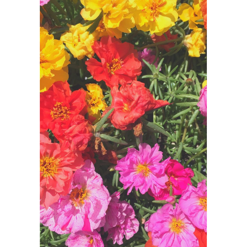 Portulaca Happy Hour Mix - Same Day Delivery