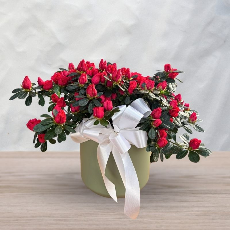 Azalea in Ceramic Pot - Same Day Delivery