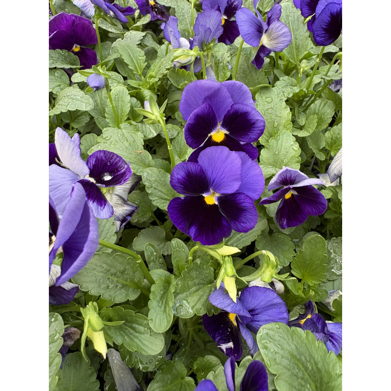 Pansy Matrix Blue Blotch - Same Day Delivery