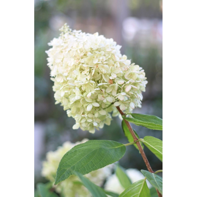 Hydrangea Paniculata Pee Gee - Same Day Delivery