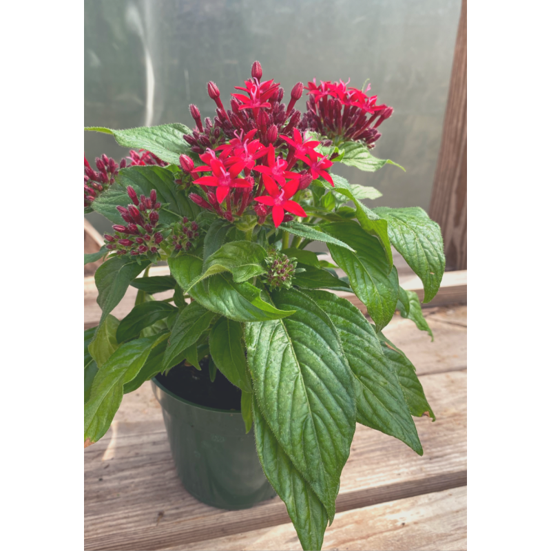 Pentas Red - Same Day Delivery