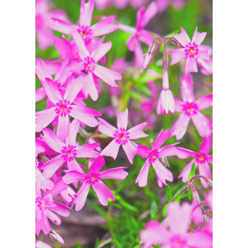 Phlox Pink - Same Day Delivery