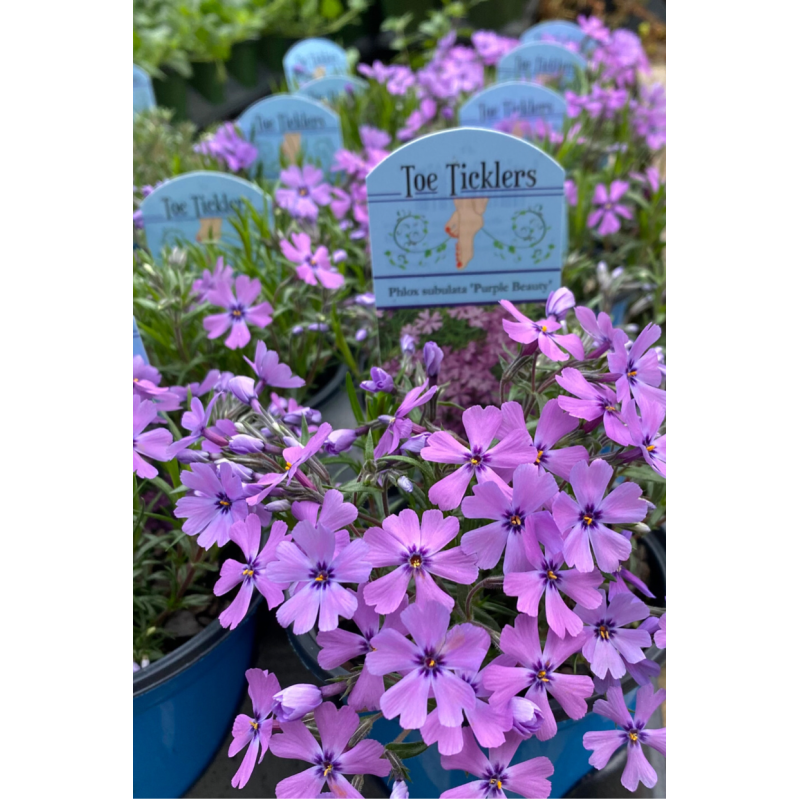 Phlox Purple Beauty - Same Day Delivery
