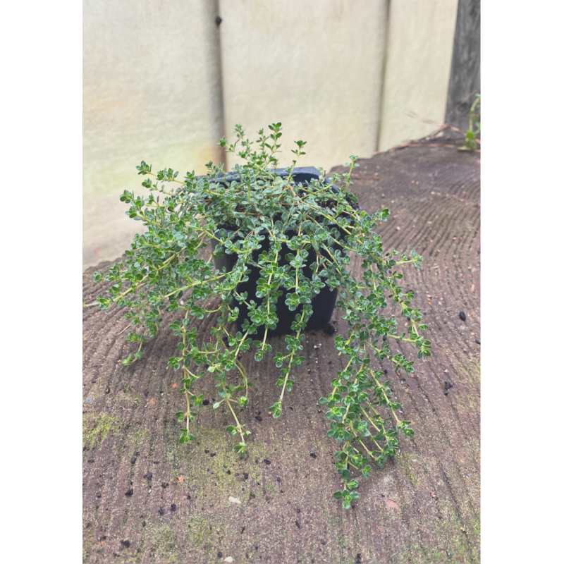 Thyme Creeping  - Same Day Delivery