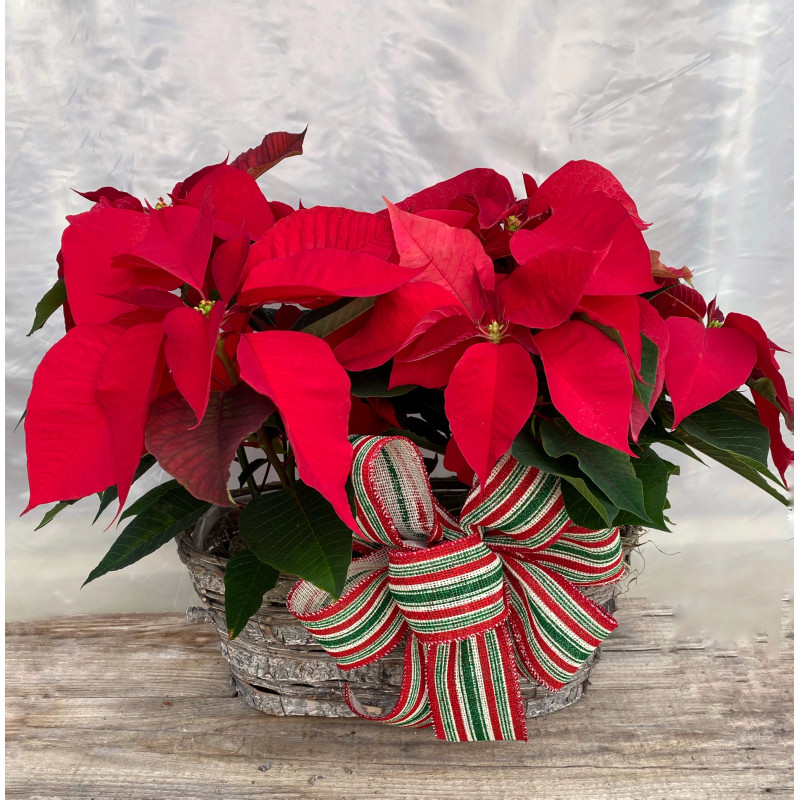 Poinsettia Basket - Same Day Delivery