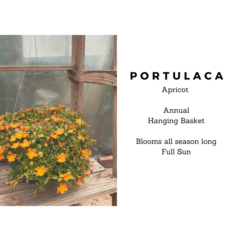 Apricot Portulaca Hanging Basket - Same Day Delivery