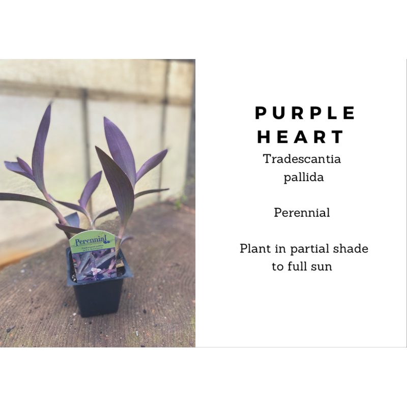 Purple Heart Plant - Same Day Delivery
