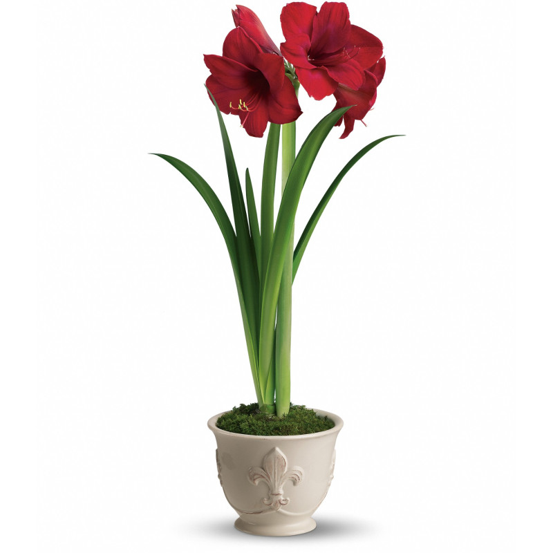 Blooming Amaryllis  - Same Day Delivery