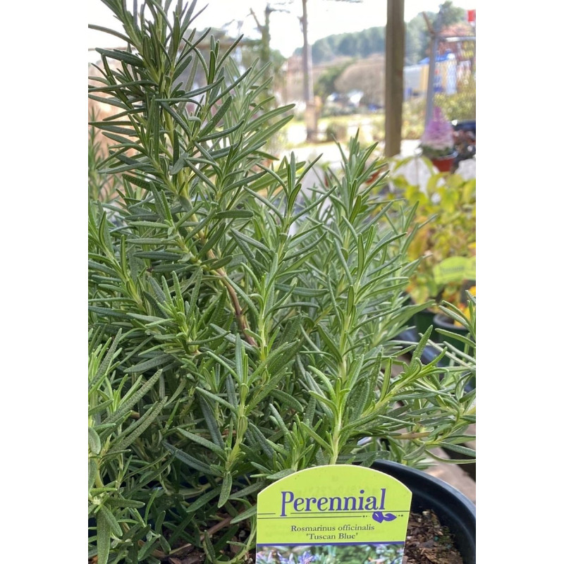 Rosemary Tuscan Blue - Same Day Delivery