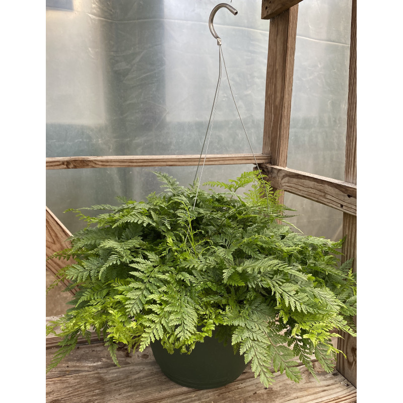 Rabbits Foot Fern Hanging Basket - Same Day Delivery
