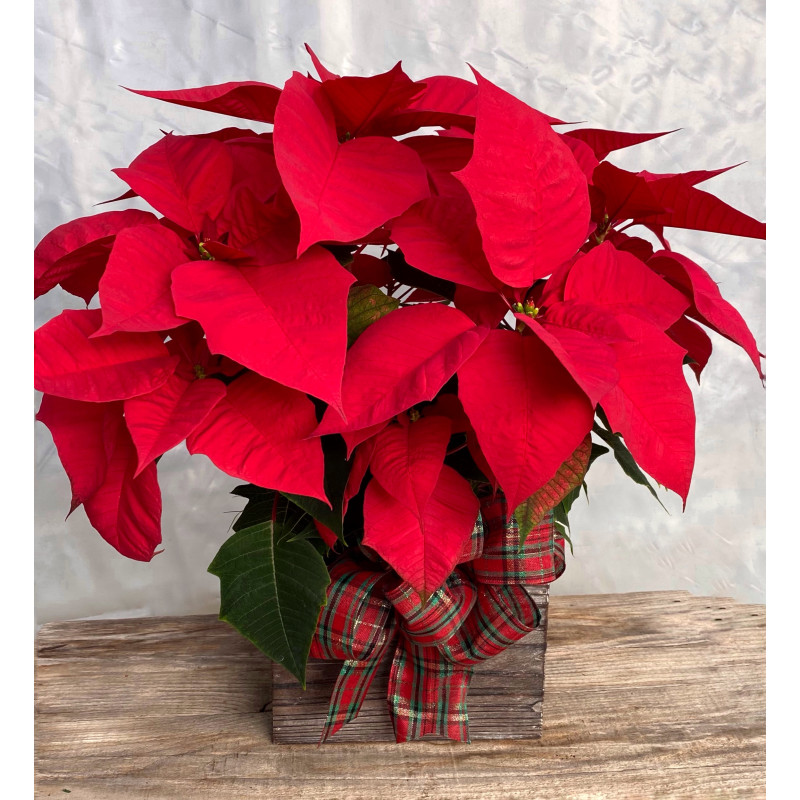 Rustic Red Poinsettia  - Same Day Delivery