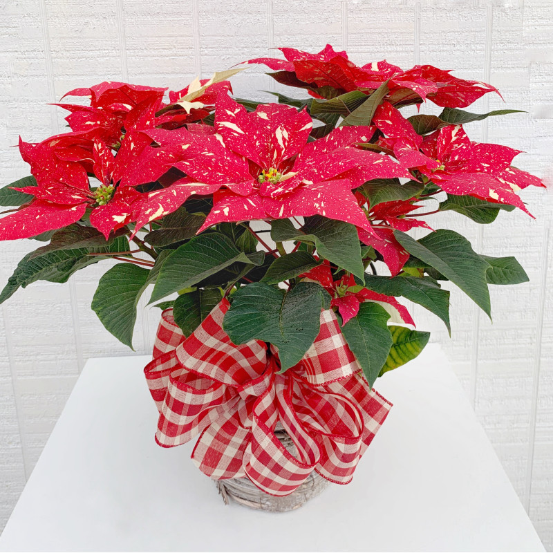 Red Glitter Poinsettia Plant - Same Day Delivery