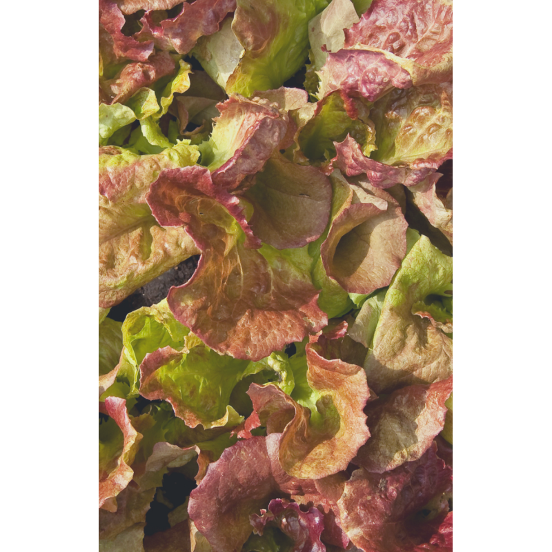 Lettuce Red Sails Plants - Same Day Delivery