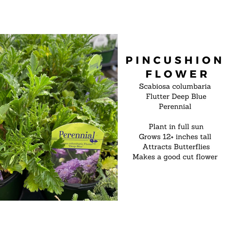 Scabiosa Flutter Deep Blue - Same Day Delivery