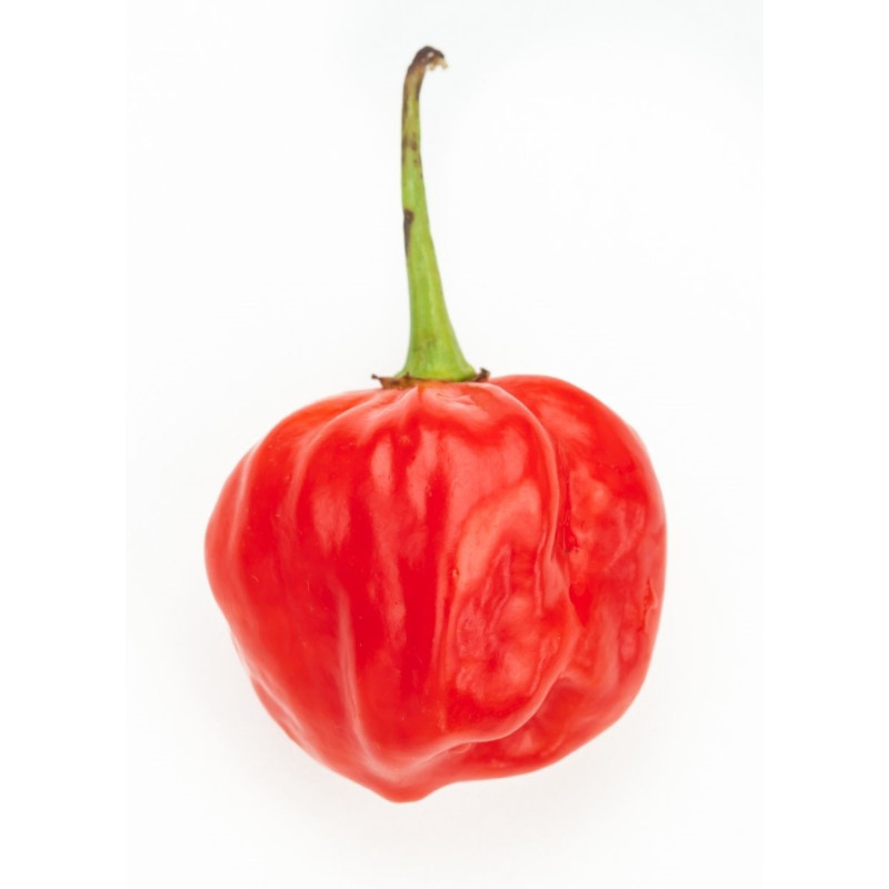 Scotch Bonnet Red Pepper Plant - Same Day Delivery