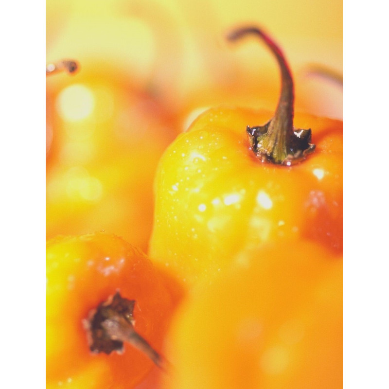 Scotch Bonnet Pepper Plant - Same Day Delivery