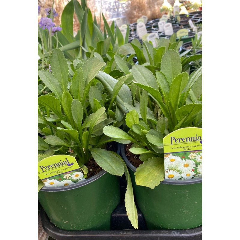 Shasta Daisy Becky - Same Day Delivery