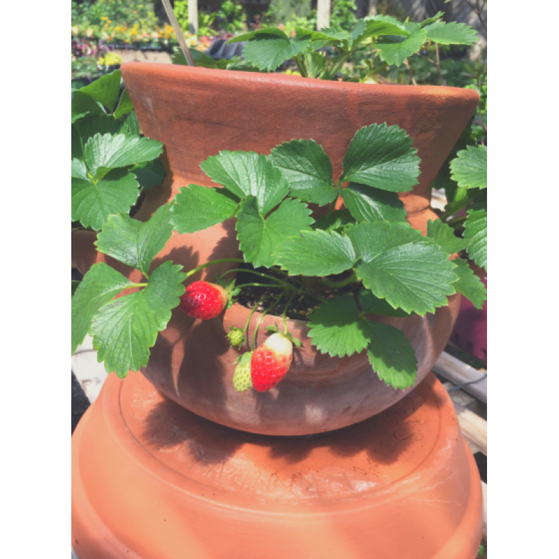 Strawberry Pot- Large - Same Day Delivery