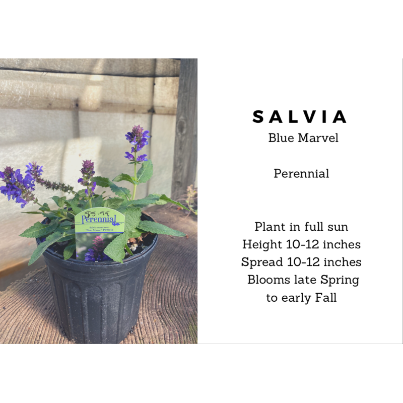 Salvia Blue Marvel - Same Day Delivery