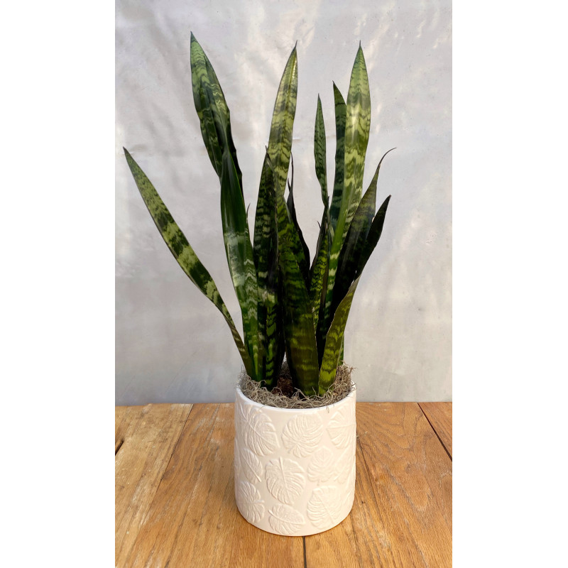Sansevieria Potted Plant - Same Day Delivery