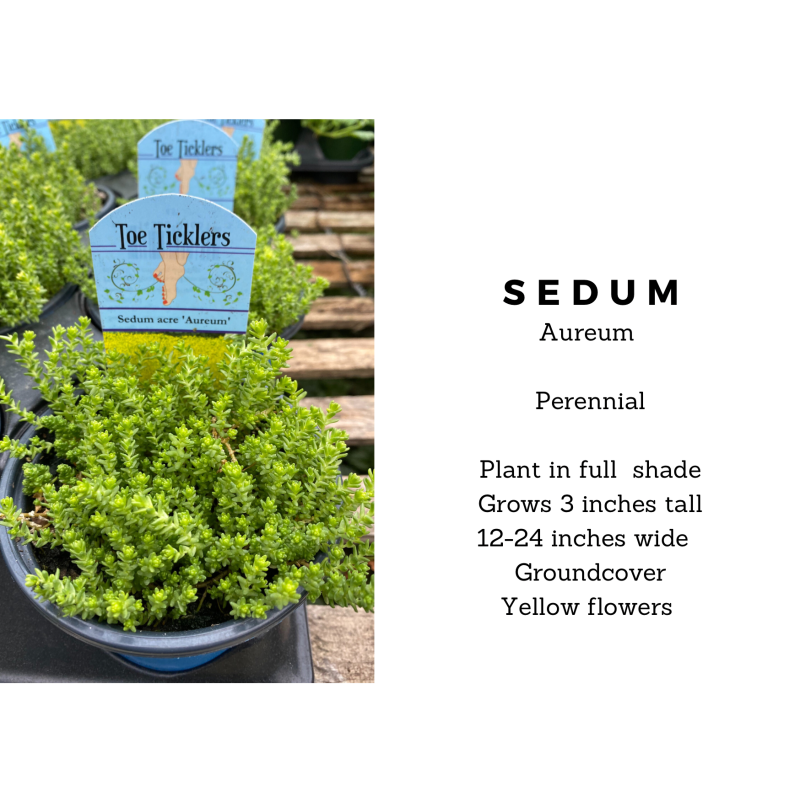 Sedum Gold Moss - Same Day Delivery