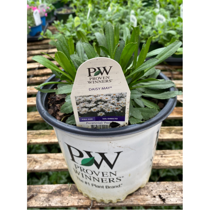 Shasta Daisy May - Same Day Delivery