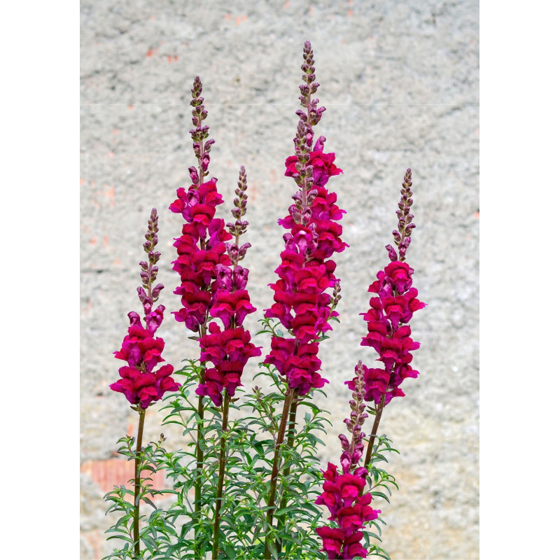 Snapdragon Plant Crimson - Same Day Delivery