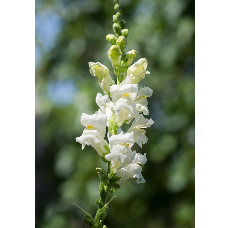 Snapdragon Plant White  - Same Day Delivery