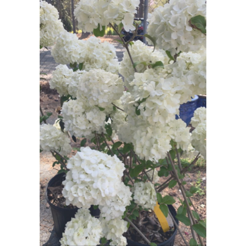 Viburnum Snowball - Same Day Delivery