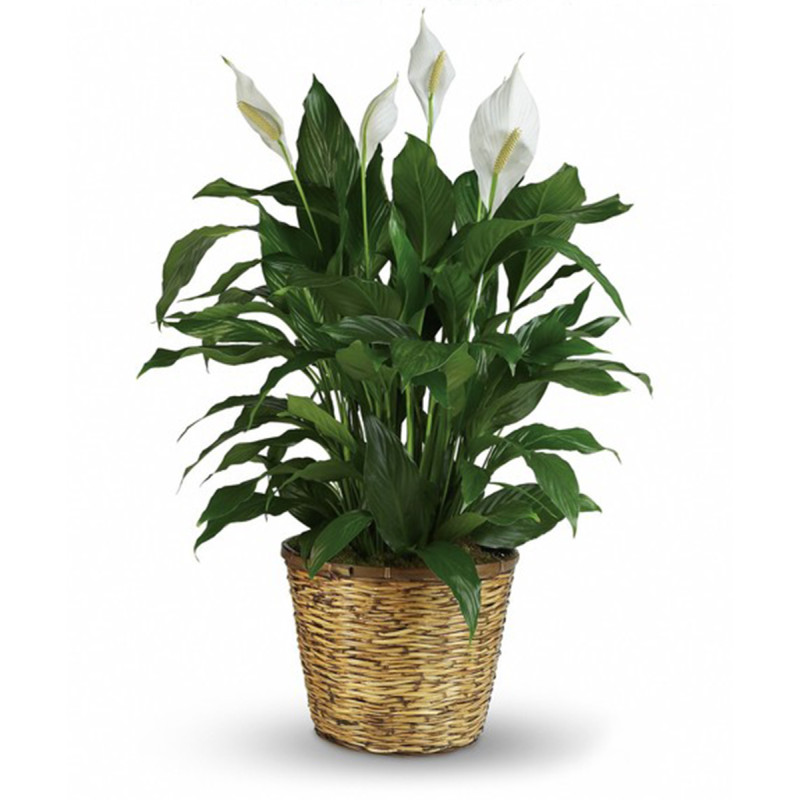 Peace Lily Plant - Same Day Delivery